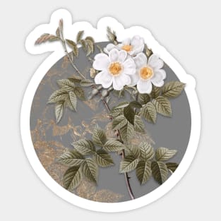 Vintage Blooming White Rosebush Botanical Illustration on Circle Sticker